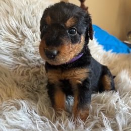 Scarlet - Black and tan female Airedale Terrier puppy in Huntersville, North Carolina from Cool Hand Luke Kennels