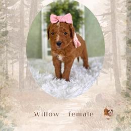 Willow - Red  female Goldendoodle puppy in Canton, Georgia from Teddy Puppies
