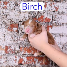 Birch - Red  male Goldendoodle puppy in Calhoun, Georgia from Happy Top Doodles