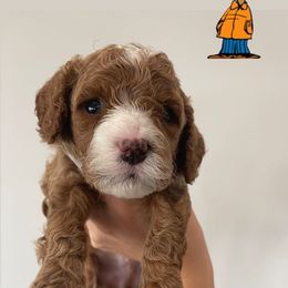 Boy 1 - Chocolate Cavapoo puppy in Tennessee from Shannan's Cavapoos