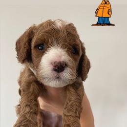 Boy 1 - Chocolate Cavapoo puppy in Tennessee from Shannan's Cavapoos