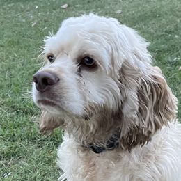 Scuttle - Cocker Spaniel