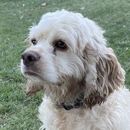 Scuttle - Cocker Spaniel