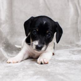 AKC Maple - Piebald female Dachshund puppy in Christiansburg, Virginia from Little Legs Luxury Dachshunds