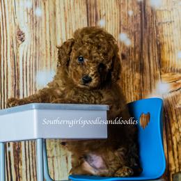 Poodle Puppies from Southern Girls Poodles