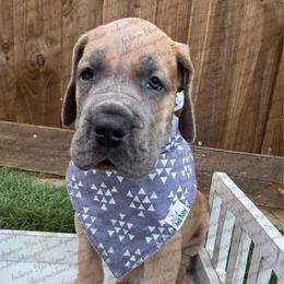 Henry - Fawn male Great Dane puppy in Granbury, Texas from Anderson Blau’s Great Danes