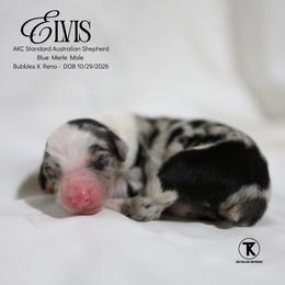 Elvis - BMM - Blue merle male Australian Shepherd puppy in Nacogdoches, Texas from TK Standard, Mini, & Toy Aussies