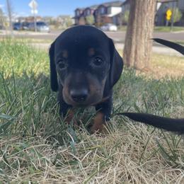 Nill - Dachshund