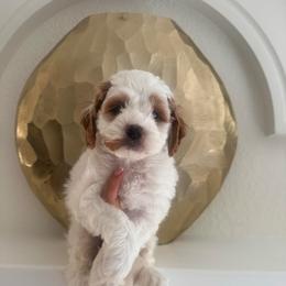 Male 1 - Buff and white male Cockapoo puppy in Sacramento County, California from Sac-Town Poodles and Doodles