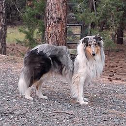 Wyatt - Collie