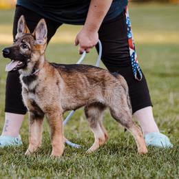 Orange/Black Female - German Shepherd puppy in Vancouver, Washington from DraugrHaus German Shepherds