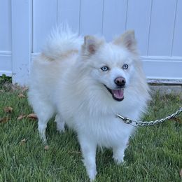 Ella - Pomsky