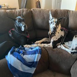 Great Dane All Grown Up from Evergreen Danes