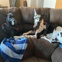 Great Dane All Grown Up from Evergreen Danes