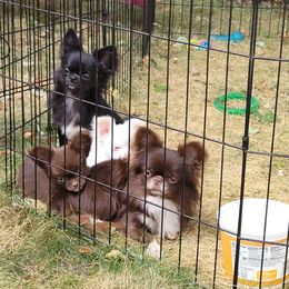 Chihuahua Puppies from Elegant Exotic Chihuahua's