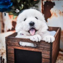 Border Collie and Maremma Sheepdog Puppies from 2J 2K Border Collies & Maremma Sheepdogs