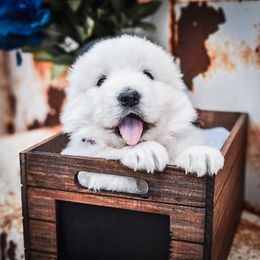 Border Collie and Maremma Sheepdog Puppies from 2J 2K Border Collies & Maremma Sheepdogs