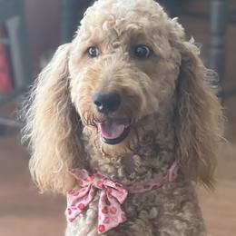 Maisie - Goldendoodle
