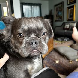 Bugatti - French Bulldog