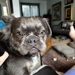Bugatti - French Bulldog
