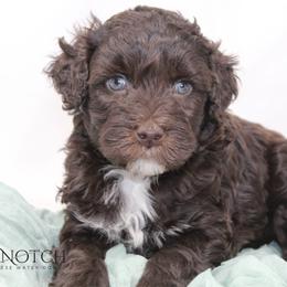 Gus - Brown and white male Portuguese Water Dog puppy in Asheville, North Carolina from Top Notch Portuguese Water Dogs