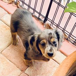 Dachshund Puppies from Meldox