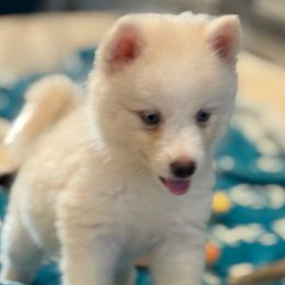 Storm - White female Pomsky puppy in Gunter, Texas from The Painted Pomsky