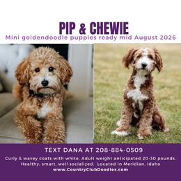 Goldendoodle puppies from Country Club Doodles