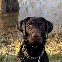Brown Maggie - Labrador Retriever