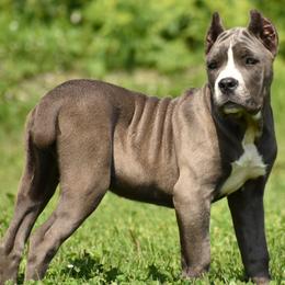 Cane Corso Puppies from Willow Creek Cane Corsos