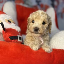 Peppermint, Pink collar - Apricot female Goldendoodle puppy in Lake Panasoffkee, Florida from Donnas Deluxe Doodles LLC