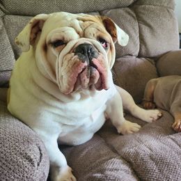Bulldog Puppies from Pappy's Bullies