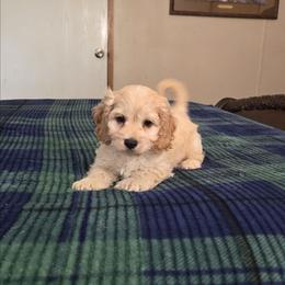 Levi - Buff and white male Cockapoo puppy in Copan, Oklahoma from Tatums cavapoos