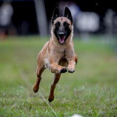 Tacou - Belgian Malinois