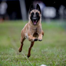 Tacou - Belgian Malinois