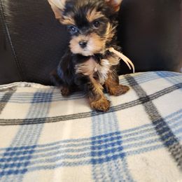 Yorkshire Terrier Puppies from Little Yorkie World Texas