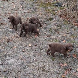 Gray - Brown male Chesapeake Bay Retriever puppy in Michigan from Blackwood Chesapeakes
