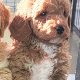 Assorted Doodle Crosses and Poodle Puppies from Center Hill Poodles and Doodles