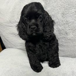Onyx - Orange Collar - Black male Cocker Spaniel puppy in Cleveland, Ohio from Buckeye Country Kennel