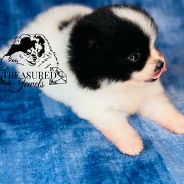 VIOLET - Black parti female Pomeranian puppy in Willis, Texas from Treasured Jewels Pomeranians