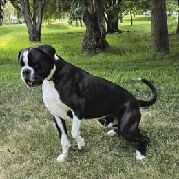 Napoleon - Boxer