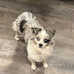 Jewel - Toy Australian Shepherd