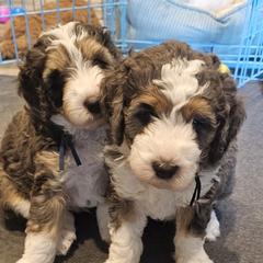Aussiedoodle and Double Doodle Puppies from Parrish Precious Ones Texas