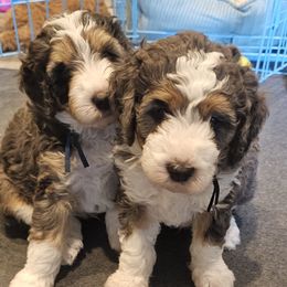 Aussiedoodle and Double Doodle Puppies from Parrish Precious Ones Texas