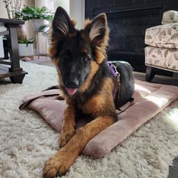 German Shepherd Puppies from Valiant Shepherds
