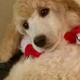 Poodle Puppies from Countryside Standard Poodles