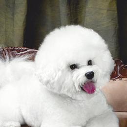 Brady - Bichon Frise