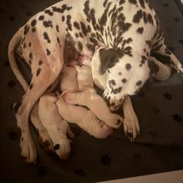 G1 - White and black female Dalmatian puppy in Williamsburg, Ohio from Dewey’s Dals