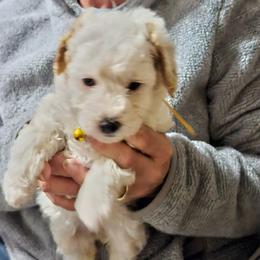 Yellow collar  Bella and Red Collar Loula - Cream female Goldendoodle puppy in Fairmount, Indiana from Capens' Doodles,Poodles and Poo's