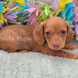 Flapjack - Dapple male Dachshund puppy in Texarkana, Arkansas from Pasta Pups Miniature Dachshunds